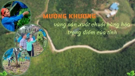 Mường Khương: Vùng sản xuất chuối hàng hóa trọng điểm của tỉnh