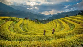 Vẻ đẹp ruộng bậc thang Lào Cai