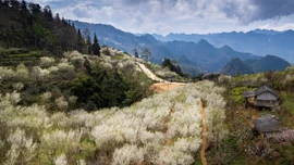 [Ảnh] Lùng Phình trắng trời hoa mận