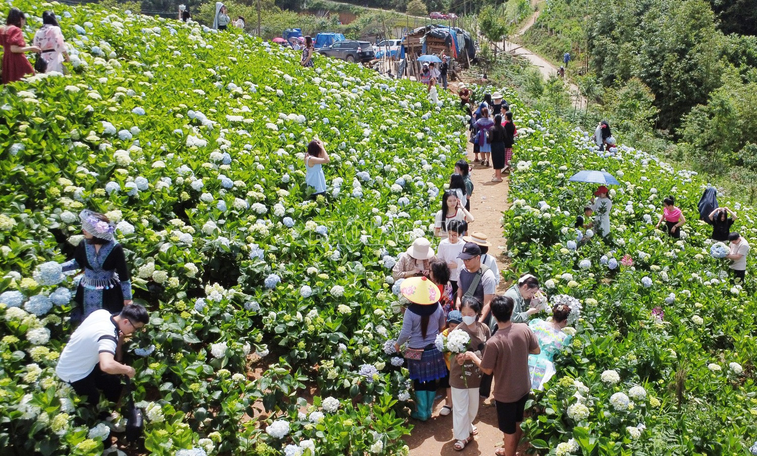 Du khách đến Bắc Hà tăng cao vào các kỳ nghỉ lễ. baolaocai-c_dji-0392.jpg