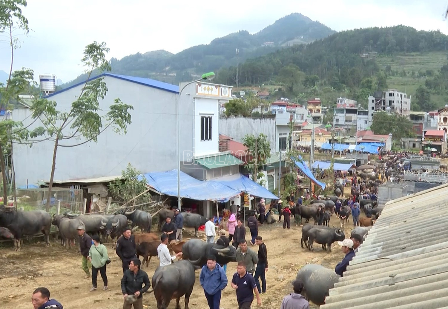 Chợ trâu Bắc Hà thu hút rất đông tư thương và du khách tới tham quan, buôn bán. baolaocai-c_cho-trau-cuoi-nam-2024-3.jpg