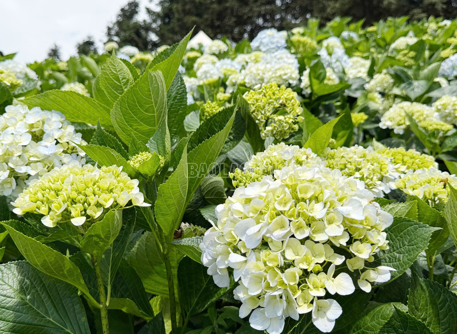 Hoa cẩm tú cầu theo quan niệm thường mang đến sự quyến rũ và huyền bí. baolaocai-c_2.jpg