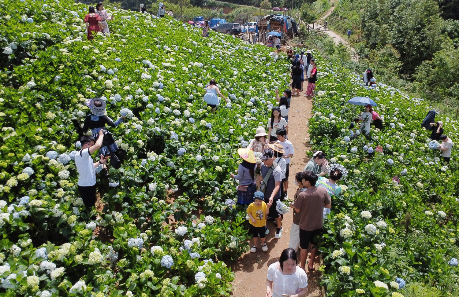 Mỗi ngày vườn hoa thu hút cả nghìn lượt du khách. baolaocai-c_6.jpg