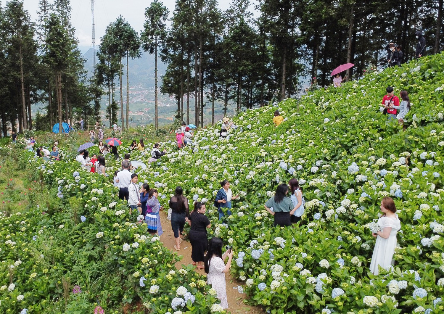 baolaocai-c_9.jpg