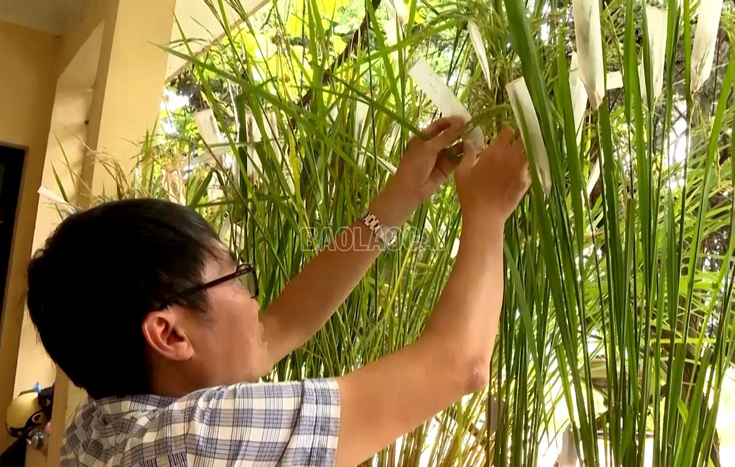 Các giống lúa mới chất lượng được trung tâm nghiên cứu sản xuất để đáp ứng nhu cầu của thị trường. baolaocai-c_g3-3966.jpg