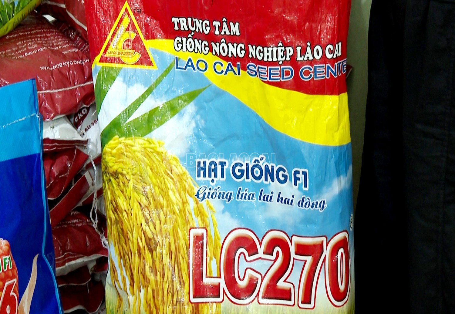 Giống lúa do Trung tâm Giống nông nghiệp tỉnh sản xuất phục vụ thị trường trong và ngoài tỉnh. baolaocai-c_g22.jpg