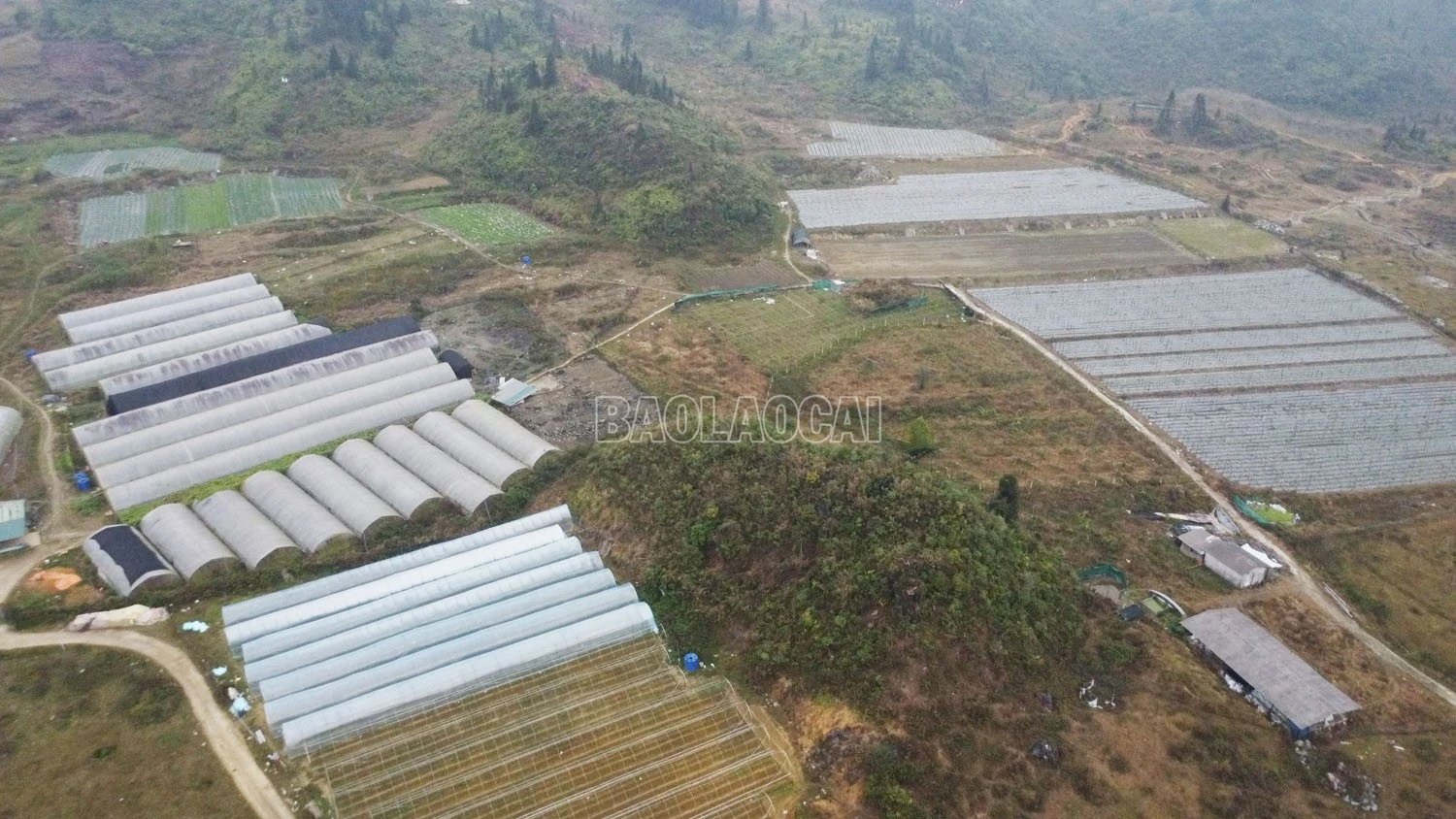 baolaocai-c_dji-0197.jpg
