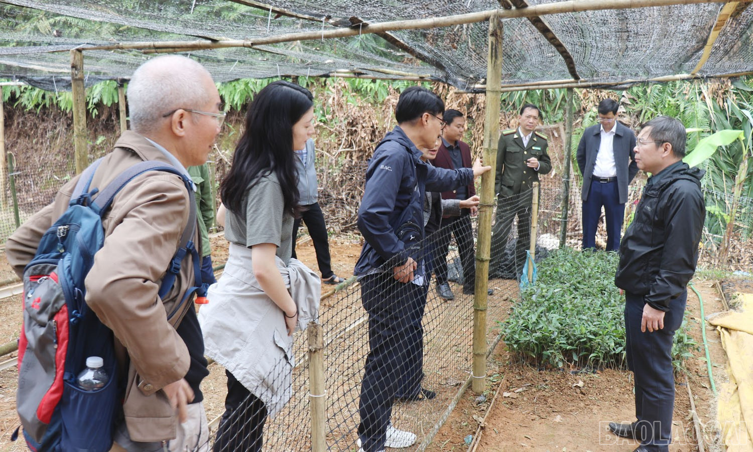 نمایندگان از نهالستان و مزرعه نمونه بازدید کردند، جایی که در روستای بان لات، بخش فونگ های، از آنها برای پرورش گیاه کدونوپسیس پیلوسولا حمایت دریافت کردند. baolaocai-br_img-8903.jpg