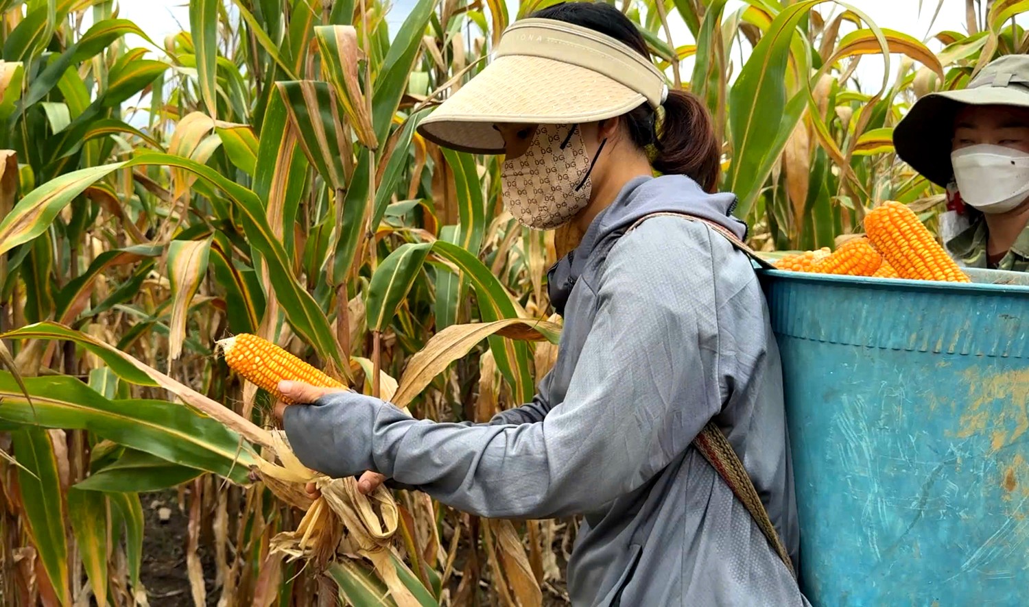 Ngô vụ xuân hè tại xã Trịnh Tường được nông dân đánh giá có chất lượng tốt. z6805212604120-e415ef1ecd85e9273188f16b965609cb.jpg