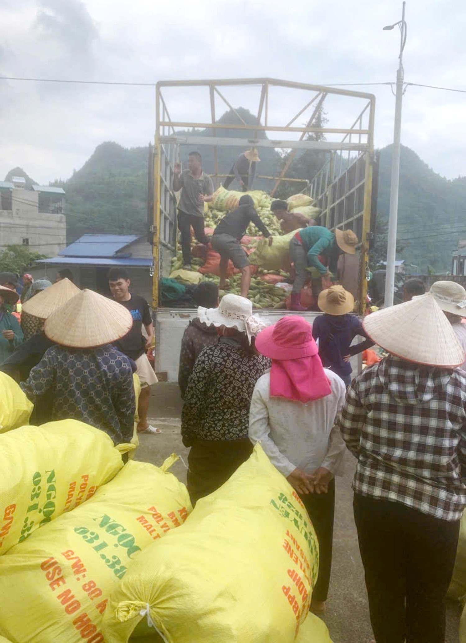 Ngô ngọt của nông dân xã Bản Lầu được tư thương đến mua ngay khi thu hoạch. z6805212859370-f757288a3571f0754705940ffe43e1f6.jpg