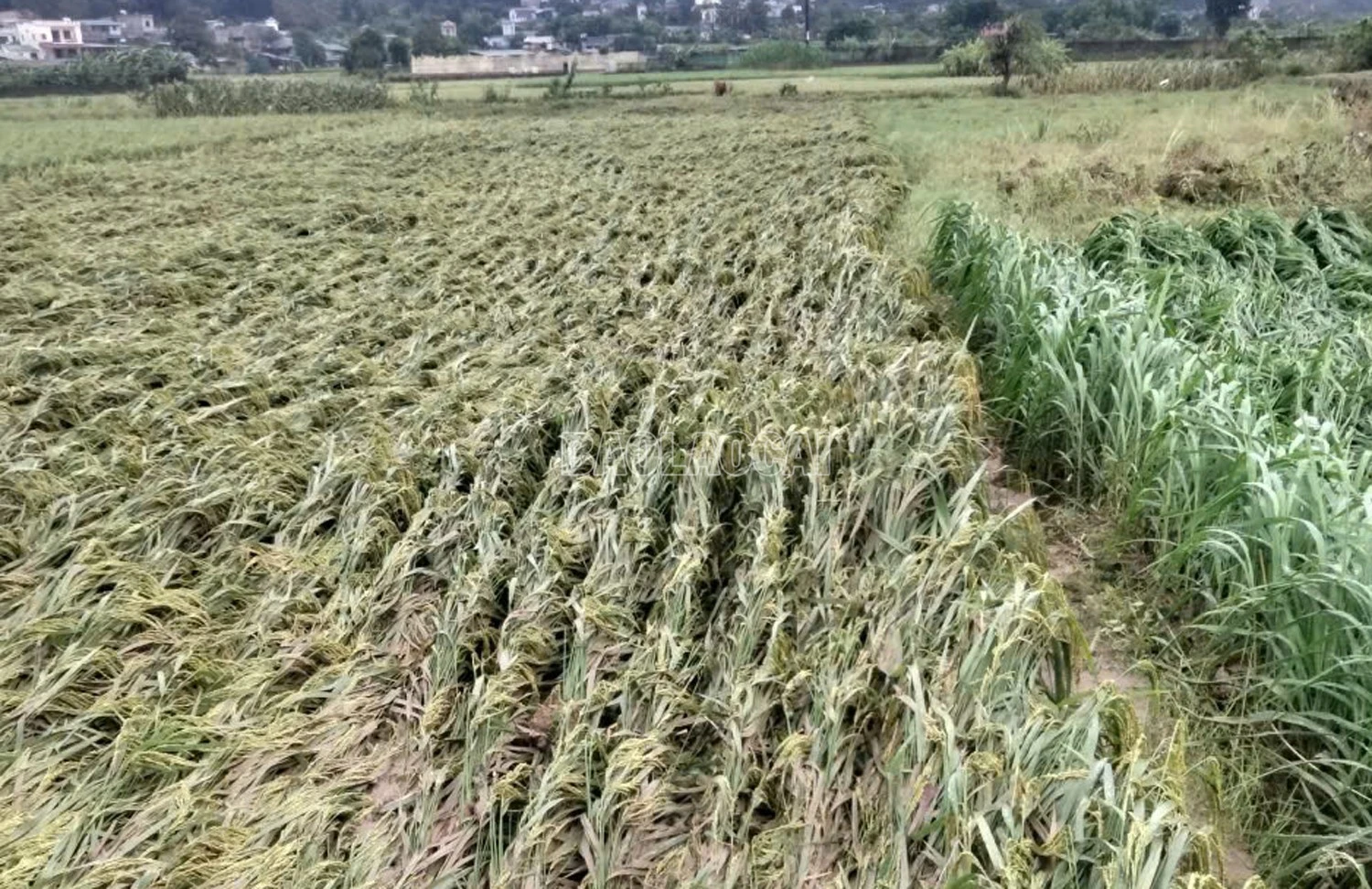 91,26 ha lúa bị thiệt hại.