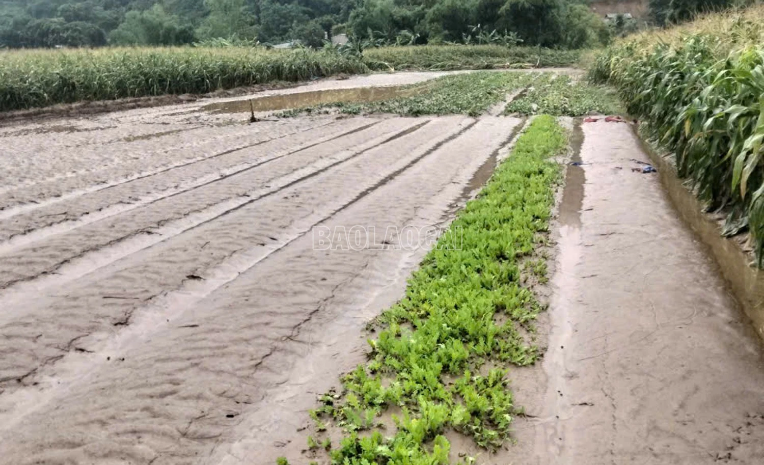 Thiệt hại về hoa màu.