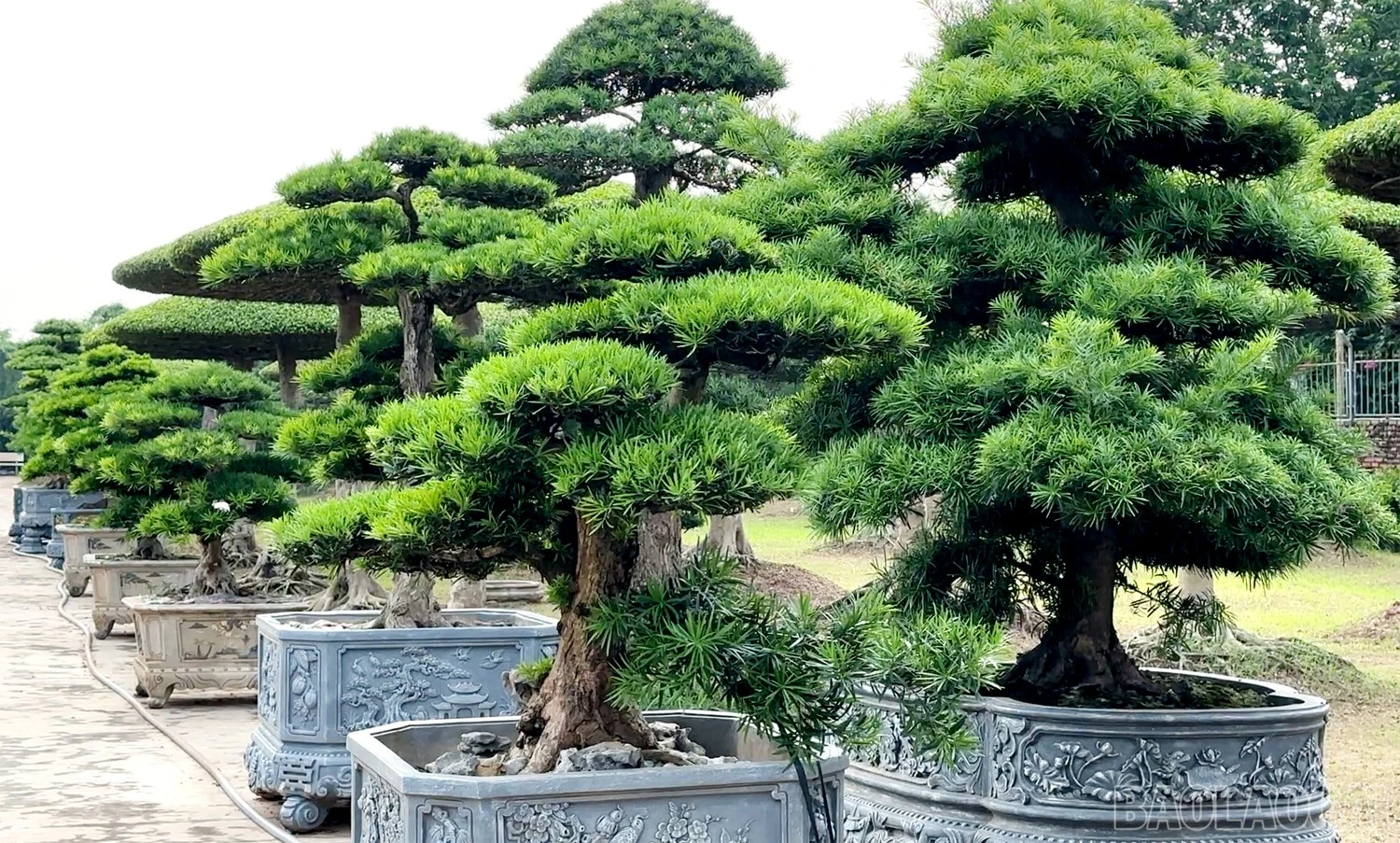 baolaocai-br_9.jpg