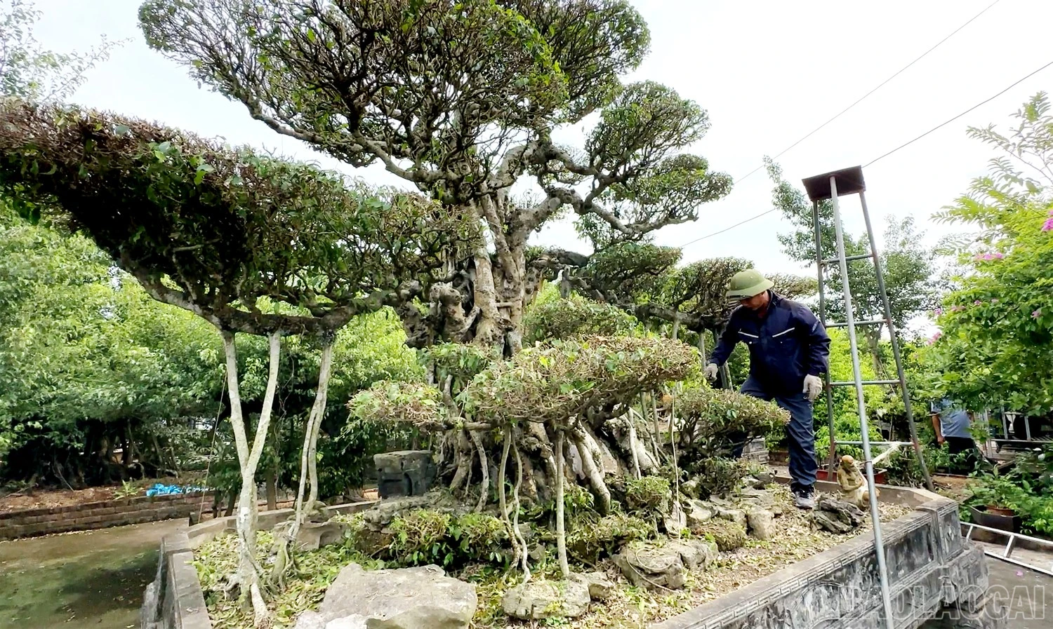 baolaocai-br_8.jpg