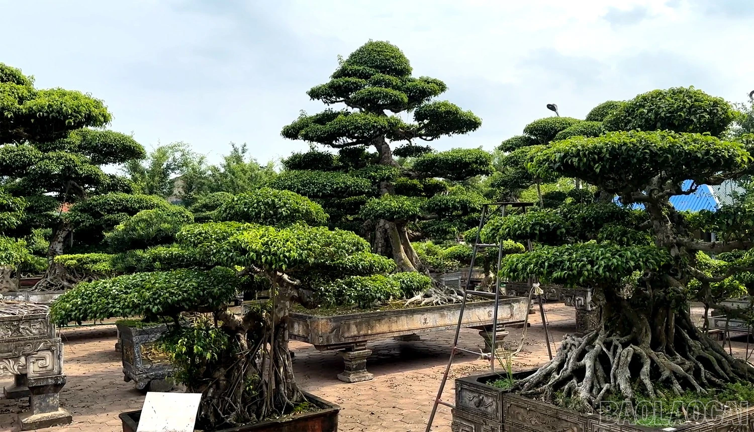 baolaocai-br_1.jpg
