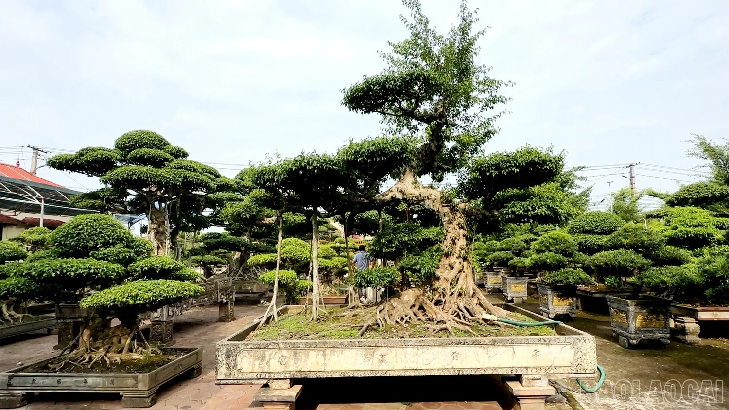 baolaocai-br_2-30.jpg