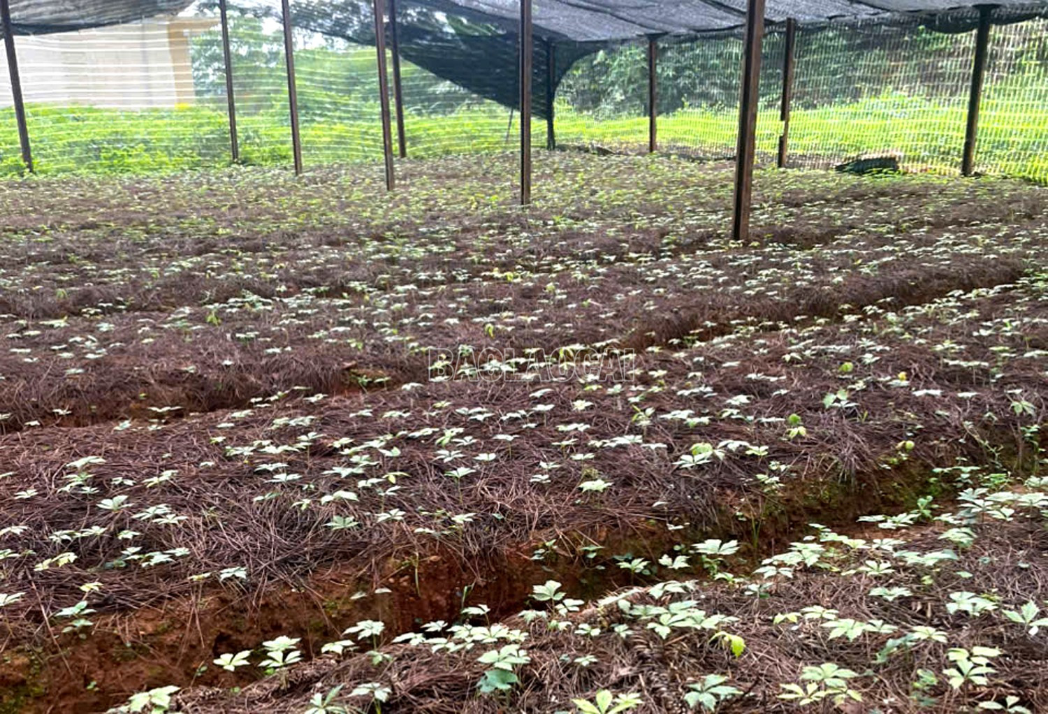 Cây tam thất Bắc giống tại vườn ươm của Trung tâm Dịch vụ Nông nghiệp khu vực Si Ma Cai. baolaocai-c_2222222.jpg