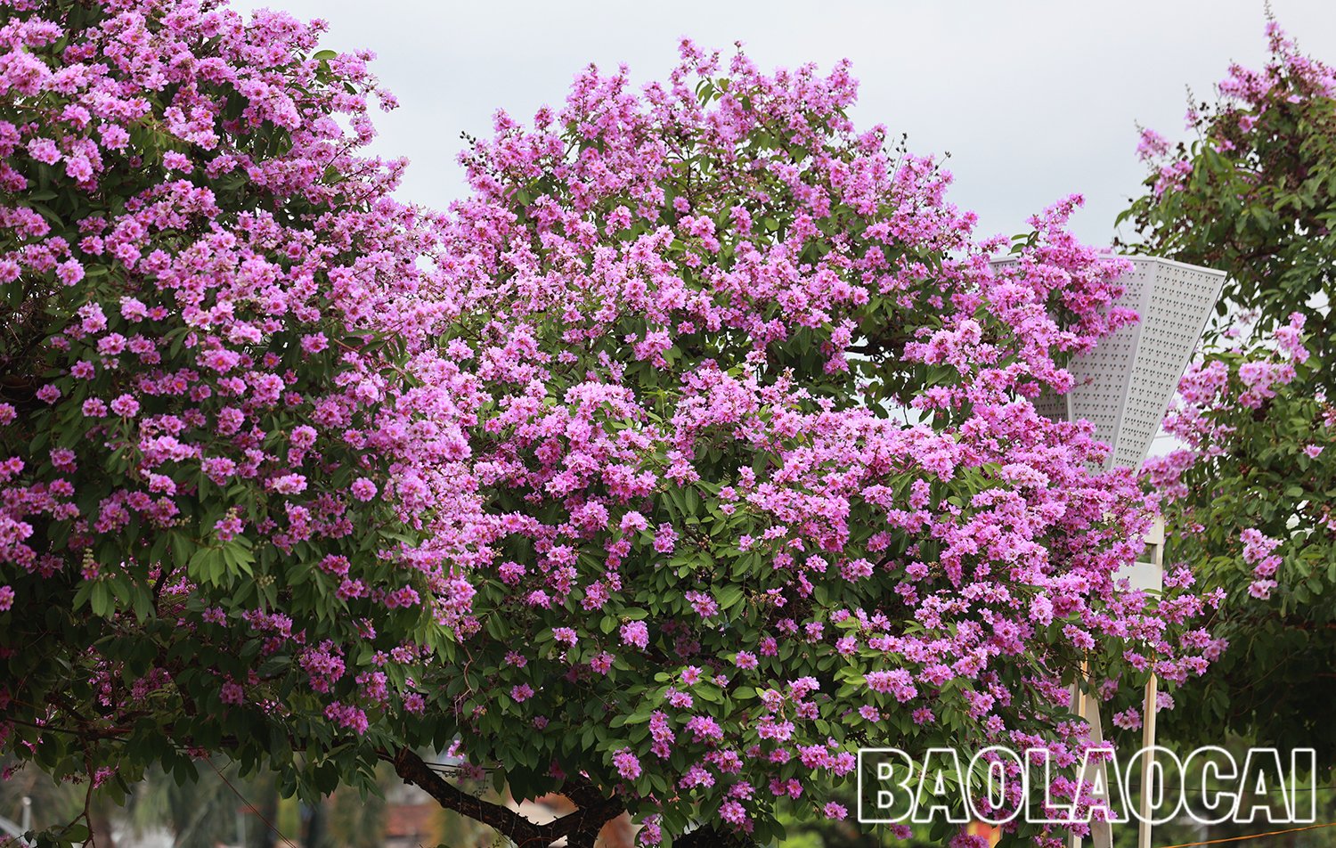 86ec0010-1bf1-409b-acd9-d1544c153e64.jfif