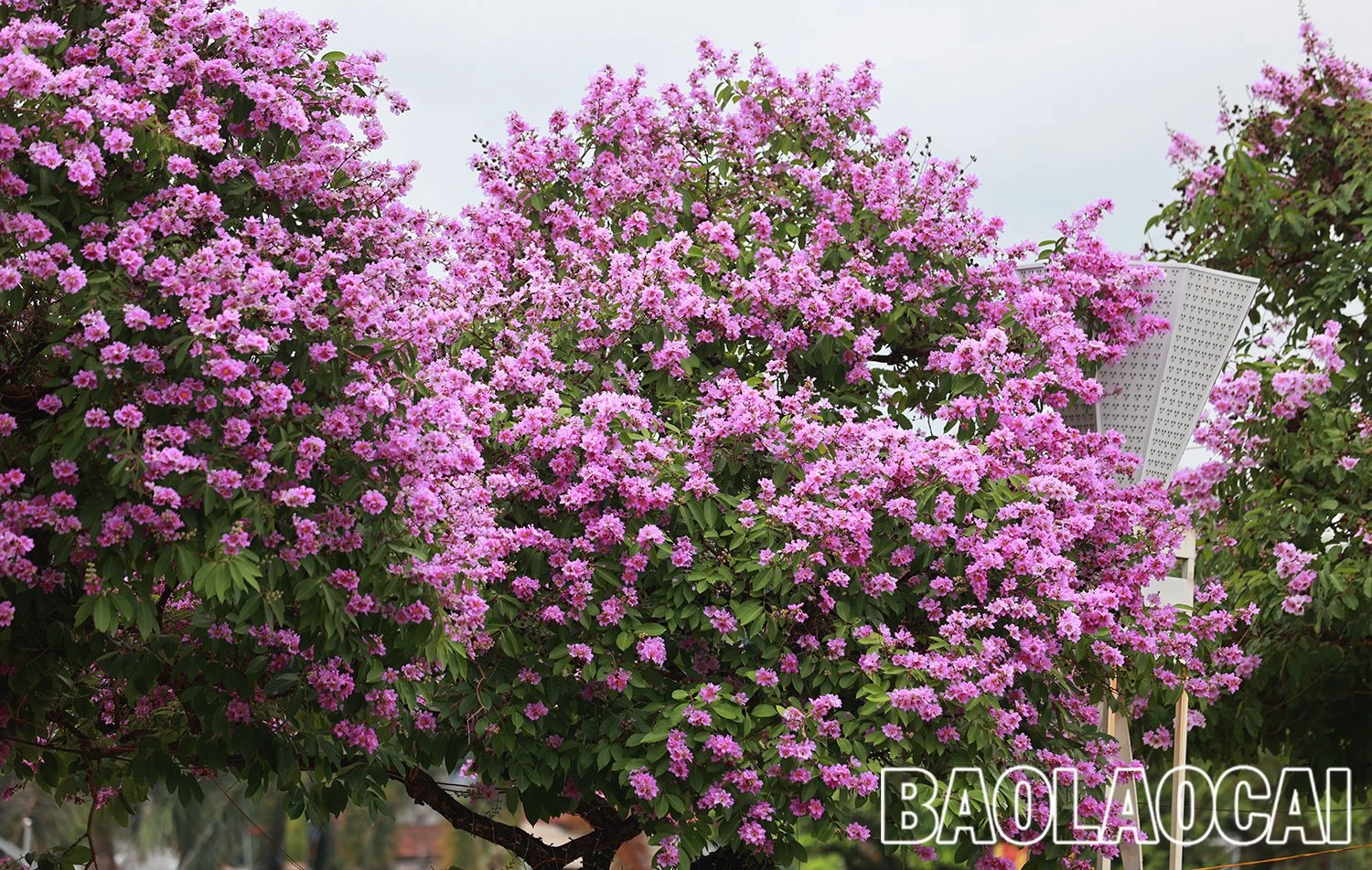 86ec0010-1bf1-409b-acd9-d1544c153e64.jfif