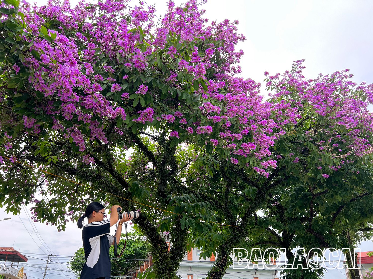 feb8310a-57d8-476c-8988-a7519000e6f5.jfif