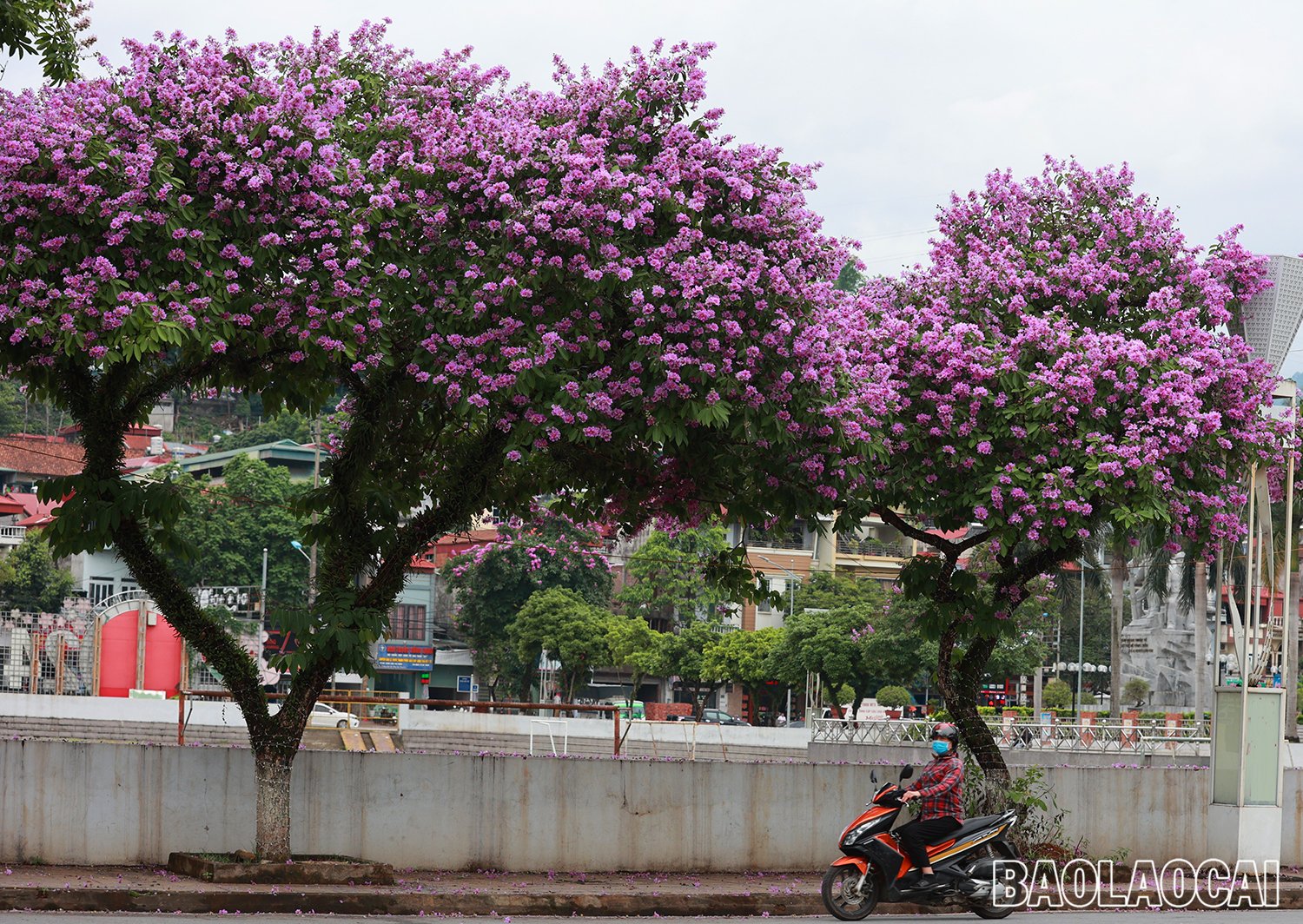 8c2f4bfa-5c33-4e79-aaea-e7610c8955d5.jfif