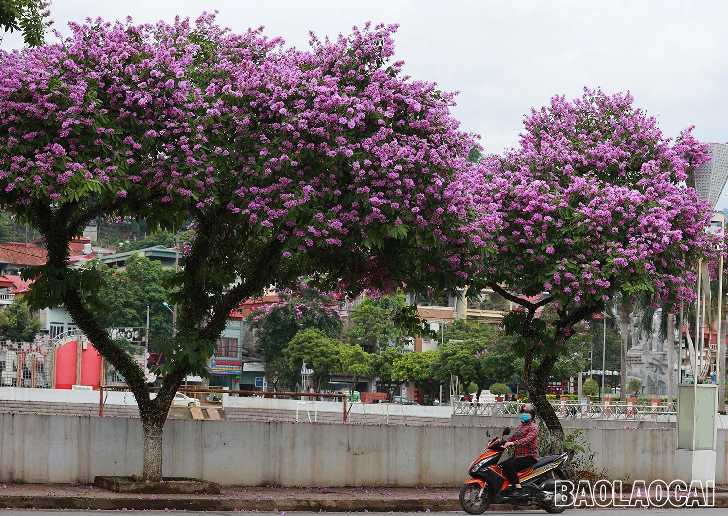 8c2f4bfa-5c33-4e79-aaea-e7610c8955d5.jfif