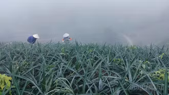 Mở rộng vùng chuyên canh, nâng cao hệ số sử dụng đất