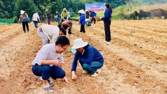 Lào Cai đặt mục tiêu phát triển, mở rộng đạt 2.000 ha dâu trong giai đoạn 2026 - 2030