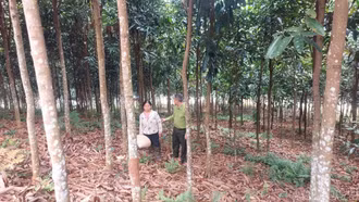 100% sản phẩm quế của Lào Cai sẽ được truy xuất nguồn gốc, số hóa vào năm 2030