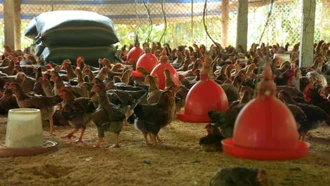 Lào Cai hình thành chuỗi liên kết chăn nuôi quy mô lớn