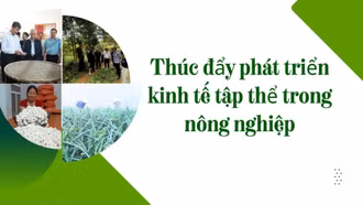 Thúc đẩy phát triển kinh tế tập thể trong nông nghiệp