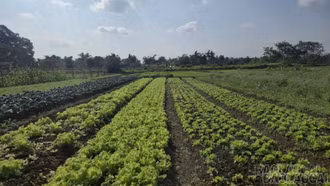 Lượng rau xanh đủ đáp ứng nhu cầu tiêu dùng dịp Tết 