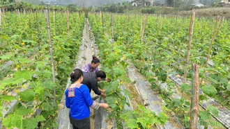 Hơn 370 ha cây trồng vụ đông thực hiện liên kết sản xuất