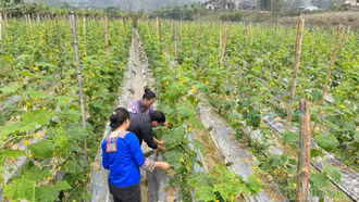 Hơn 370 ha cây trồng vụ đông thực hiện liên kết sản xuất