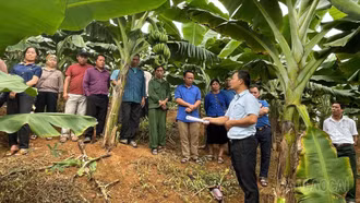 “Cánh tay nối dài” của ngành nông nghiệp tại cơ sở