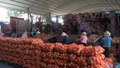 Vì sao nông sản nhập khẩu qua cửa khẩu Lào Cai tăng mạnh?