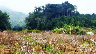 Mùa xuân trong thơ Nguyễn Khuyến