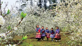 Mộc mạc ''cao nguyên trắng''