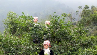 Kho báu trên núi Ngải Trồ