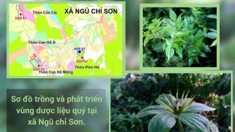 Sa Pa khảo sát trồng 17 loại dược liệu quý
