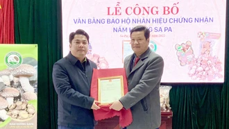 Công bố văn bằng bảo hộ nhãn hiệu chứng nhận nấm hương Sa Pa