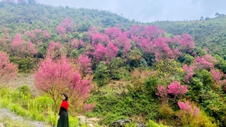 Lên Mù Cang Chải "say" hoa tớ dày