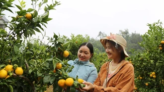 Biến tiềm năng thành sản phẩm OCOP
