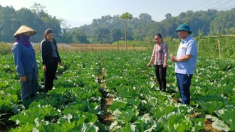 “Đòn bẩy” để nông nghiệp Bảo Thắng phát triển