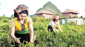 Sản xuất chè an toàn, nâng cao giá trị gia tăng