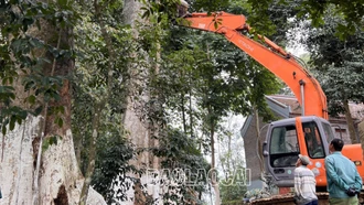 Hạ giải – đưa cây Sui di sản từ đền Ken về Bảo tàng tỉnh trưng bày