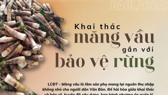 Khai thác măng vầu gắn với bảo vệ rừng