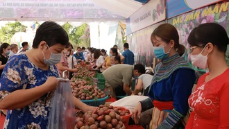 Tiêu thụ 122,2 tấn mận tam hoa Bắc Hà, vải thiều Bắc Giang và xoài Sơn La tại thành phố Lào Cai