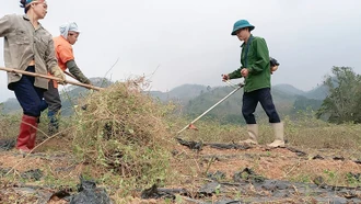 Ước năng suất cây cà gai leo thí điểm tại Cam Cọn đạt gần 10 tấn sản phẩm khô/ha/năm