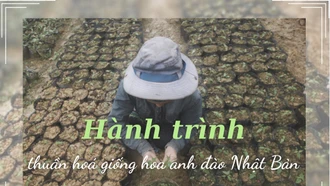 Hành trình thuần hóa một loài hoa